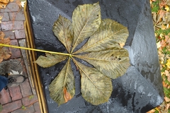 Aesculus hippocastanum
