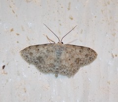 Scopula plantagenaria