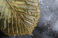 Aesculus hippocastanum