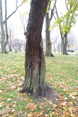 Aesculus hippocastanum