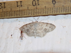 Scopula plantagenaria