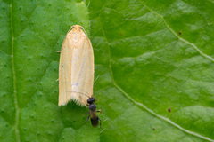 Zelotherses paleana