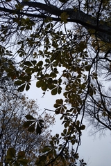 Aesculus hippocastanum