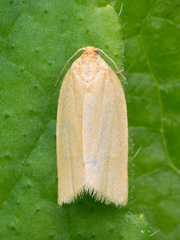 Zelotherses paleana