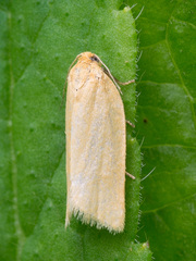 Zelotherses paleana