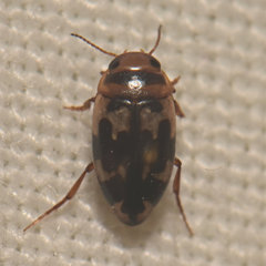 Heterosternuta wickhami