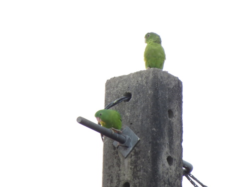 Riparian Parrotlet (Forpus crassirostris), photo 3