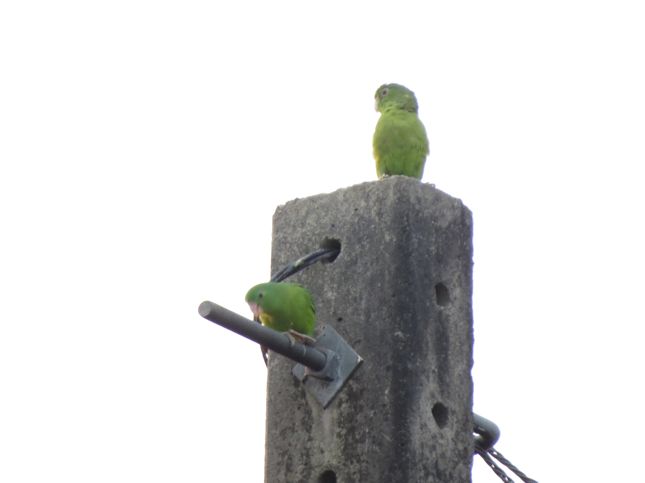 Riparian Parrotlet illustration