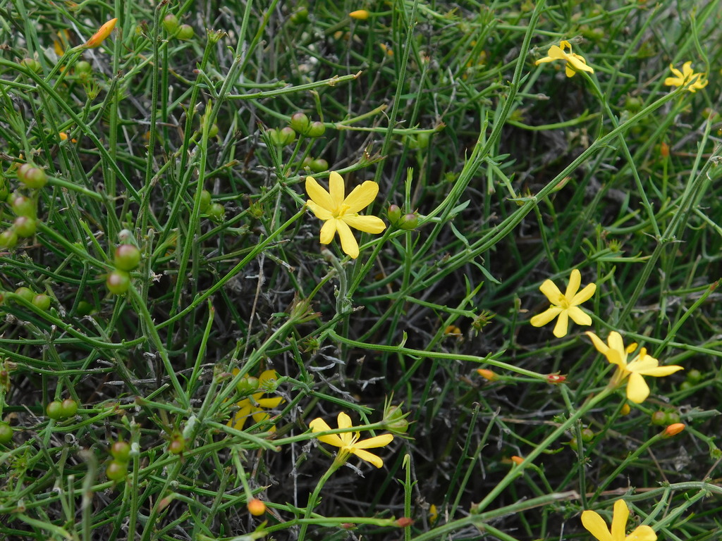 Menodora intricata