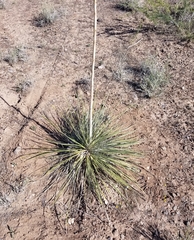 Yucca elata verdiensis