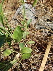 Raphanus sativus