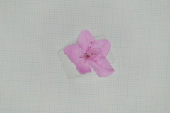 Rhododendron kanehirai