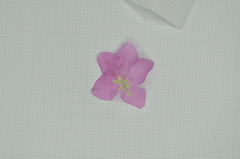 Rhododendron kanehirai
