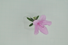 Rhododendron kanehirai