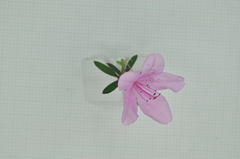 Rhododendron kanehirai
