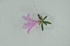 Rhododendron kanehirai
