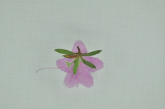 Rhododendron kanehirai