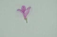 Rhododendron kanehirai