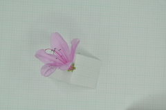 Rhododendron kanehirai