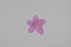 Rhododendron kanehirai