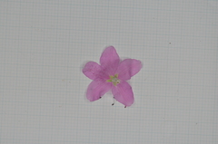Rhododendron kanehirai