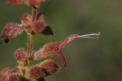 Salvia lasiantha