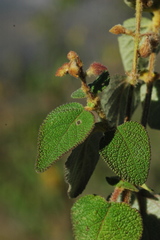 Salvia lasiantha
