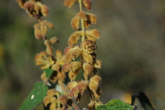 Salvia lasiantha