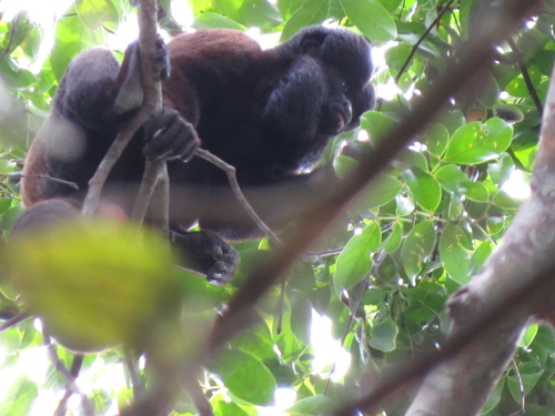 Guianan Bearded Saki