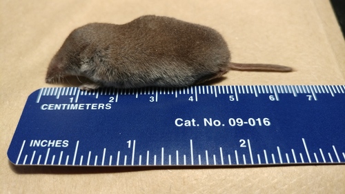 North American Least Shrew