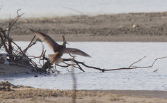 Numenius phaeopus hudsonicus