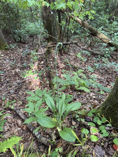 Appalachian bunchflower (Melanthium parviflorum)