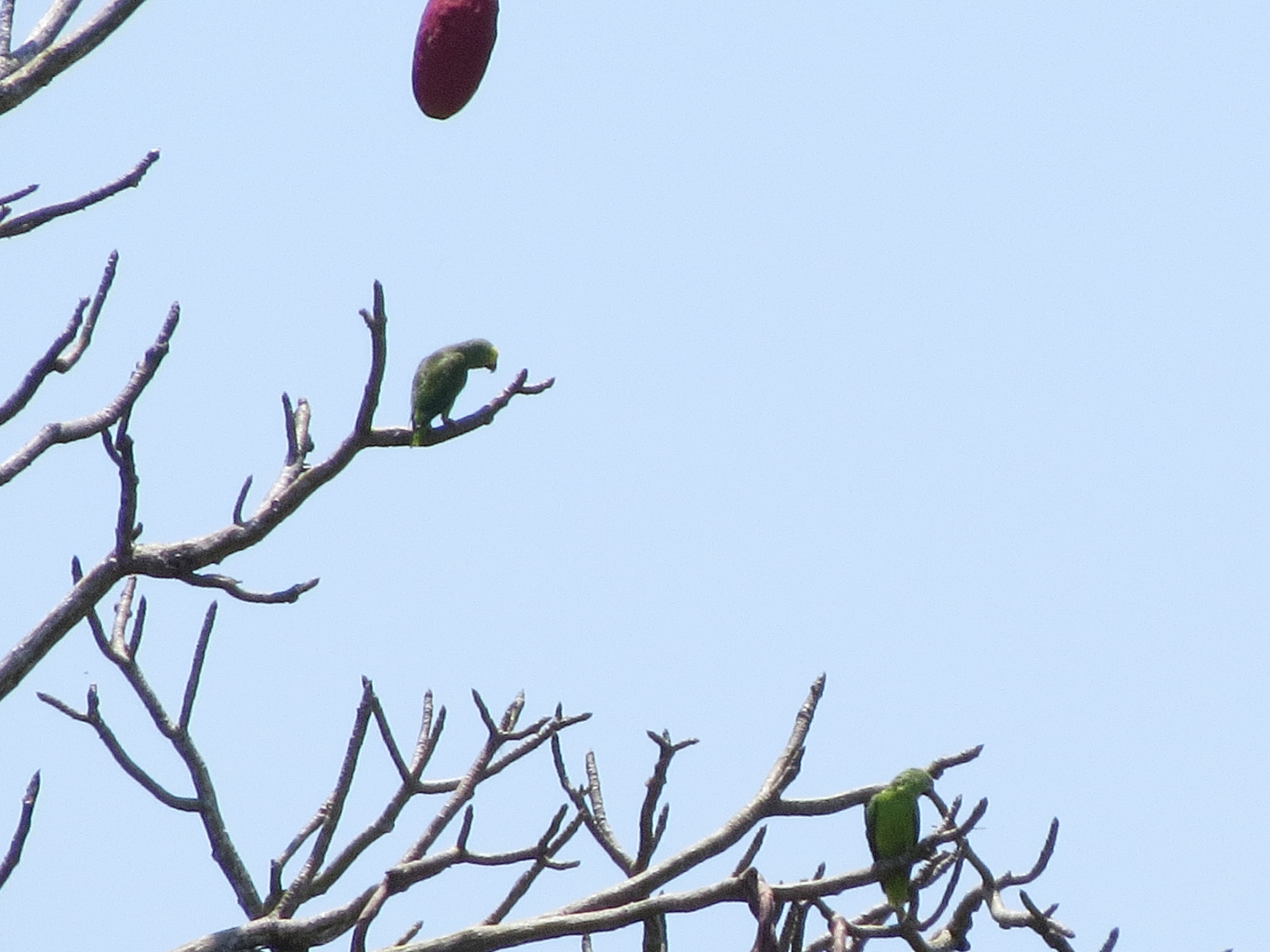 Tui Parakeet (Brotogeris sanctithomae), photo 7