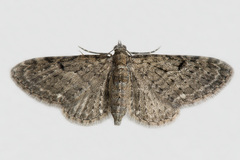 Eupithecia virgaureata