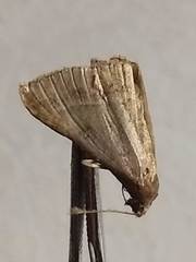 Renia flavipunctalis