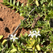 Lobelia darlingensis