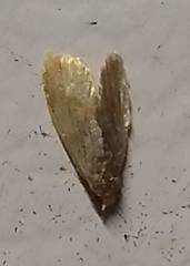 Crocidophora tuberculalis