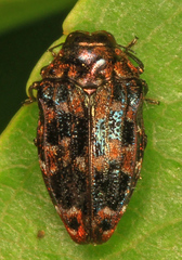 Brachys ovatus