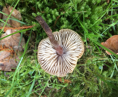 Macrocystidia cucumis