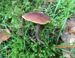 Macrocystidia cucumis