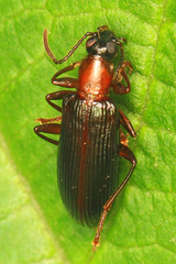 Statira