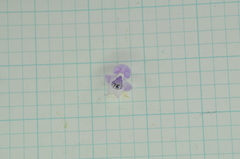 Glycosmis parviflora