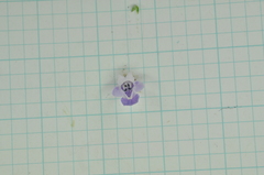 Glycosmis parviflora