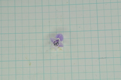 Glycosmis parviflora