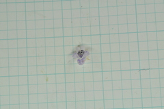 Glycosmis parviflora