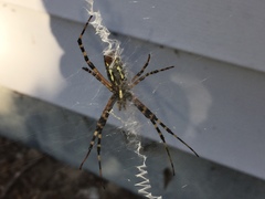 Argiope aurantia image