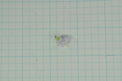 Glycosmis parviflora