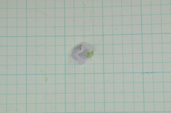 Glycosmis parviflora