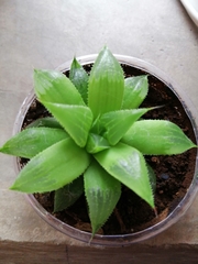 Haworthia
