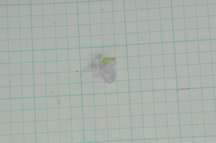 Glycosmis parviflora